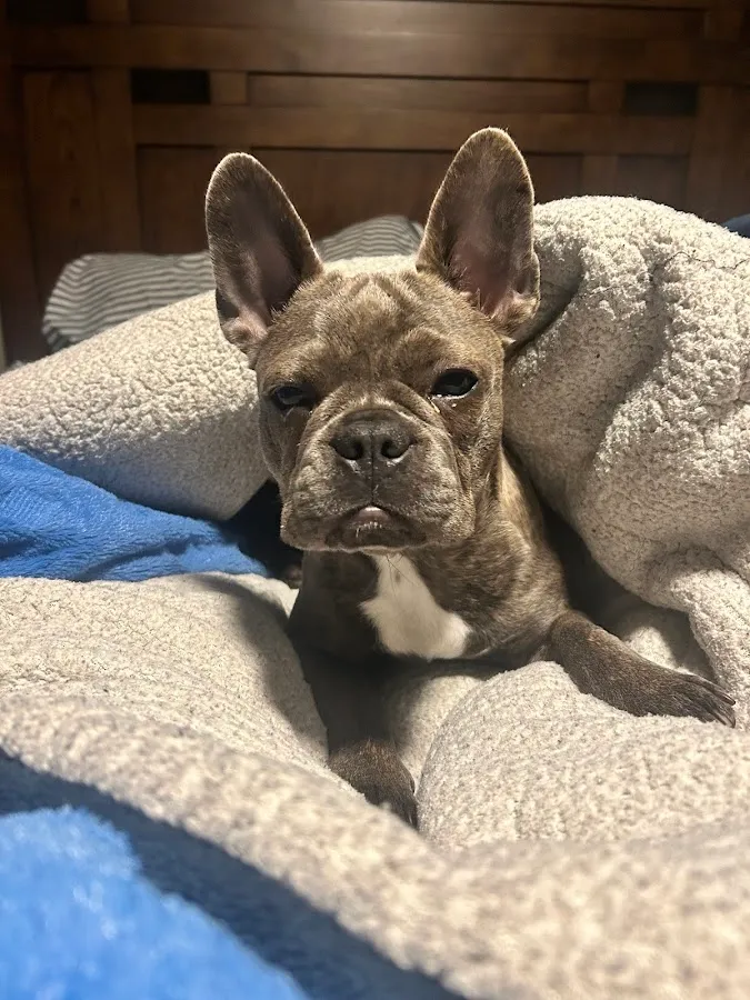 Ocean Heights Animal Hospital