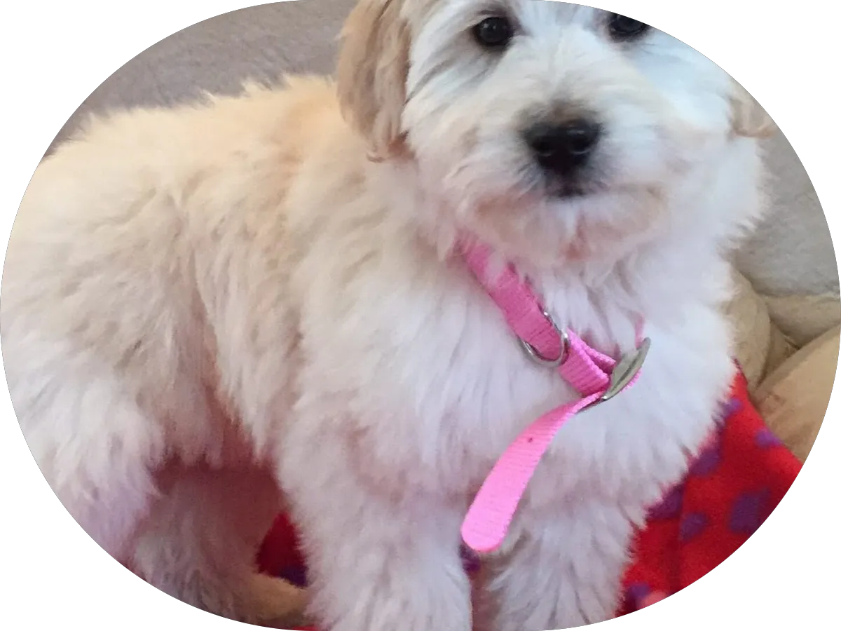 Ocean Psychotherapy Services photo 5