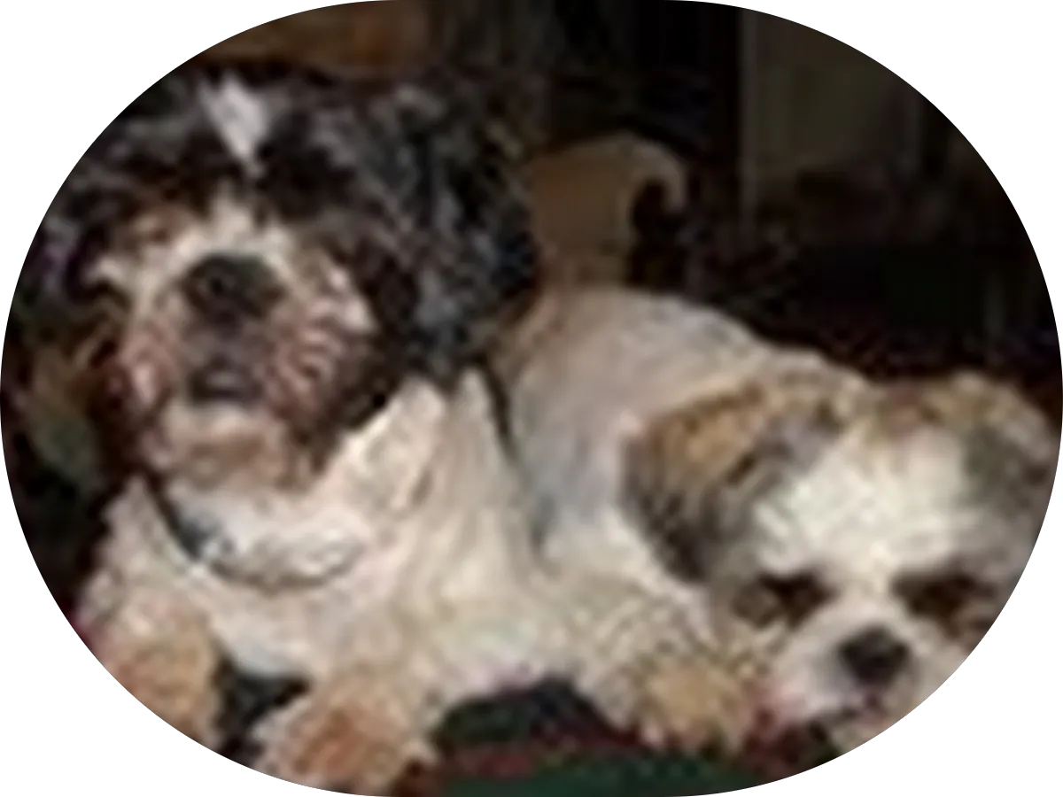 Ohlstein Family Chiropractic