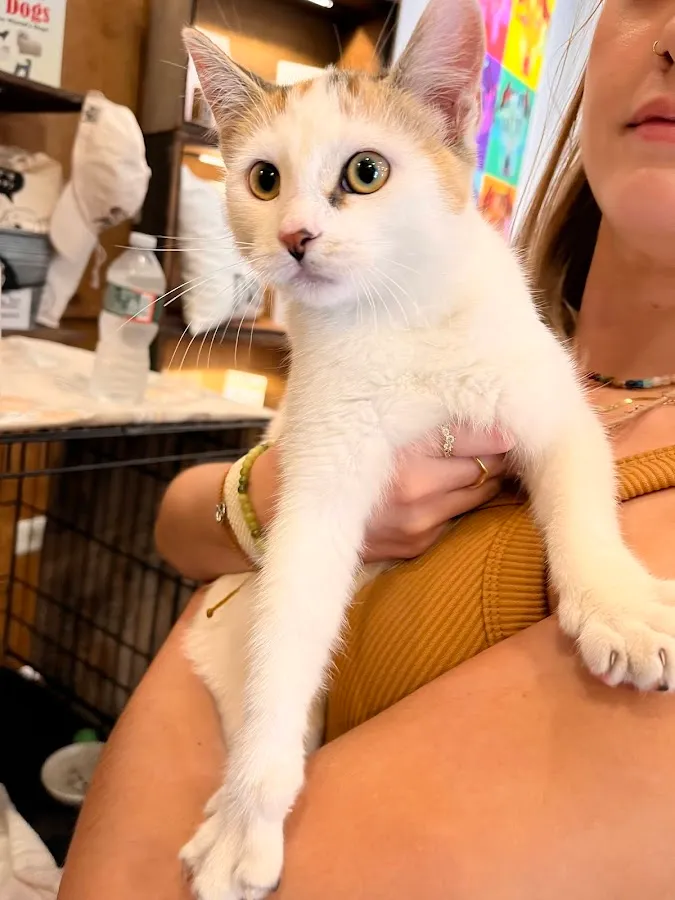 Oliver and Twist LLC photo 5