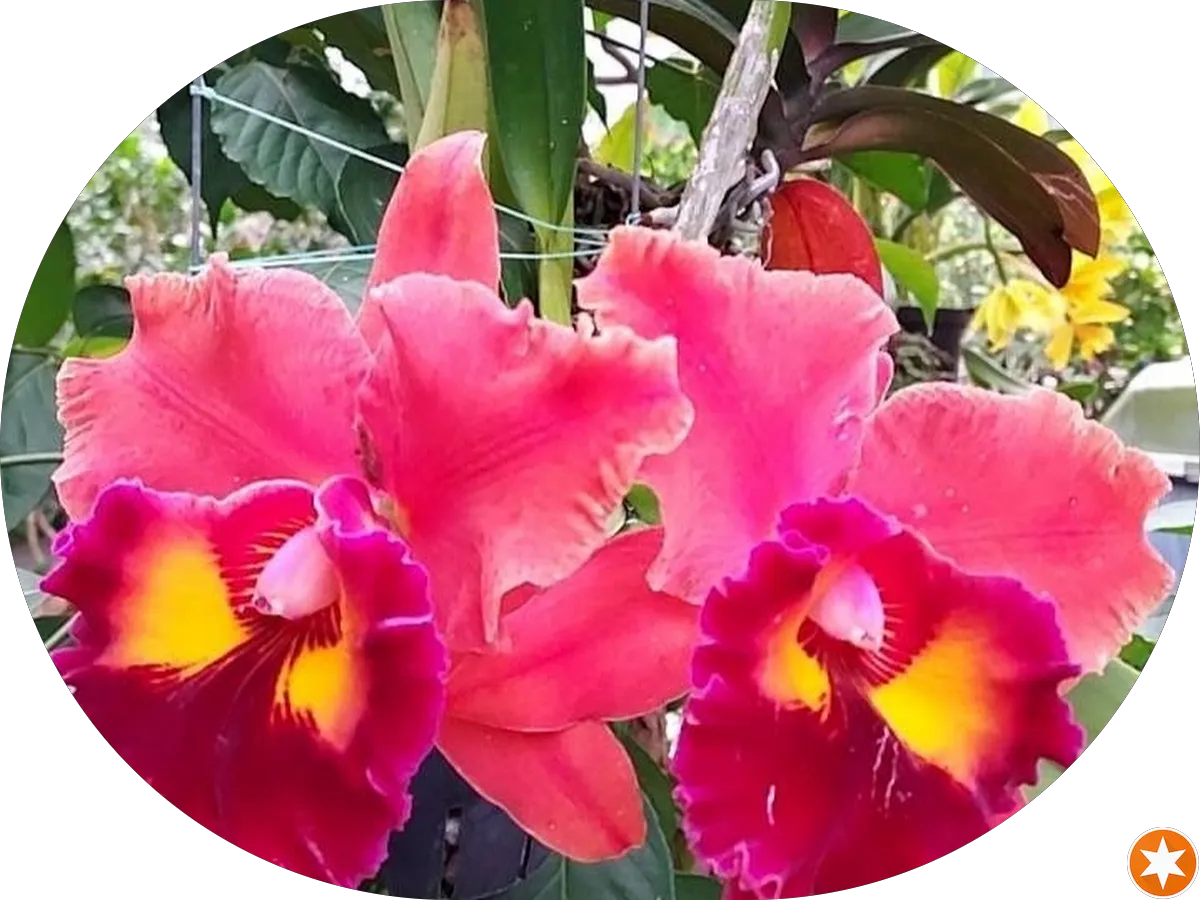 O'Mara Meehan Piano Moving Inc photo 4