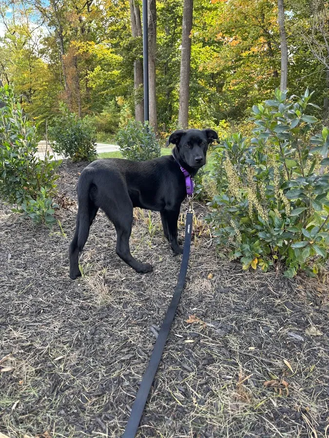 On The Ball Pet Care LLC