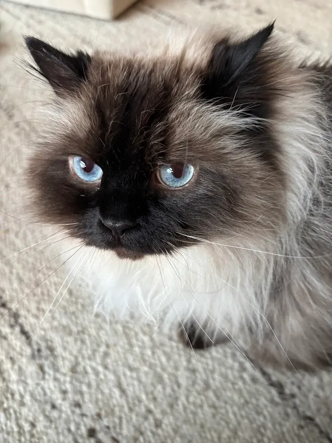 On The Ball Pet Care LLC photo 2