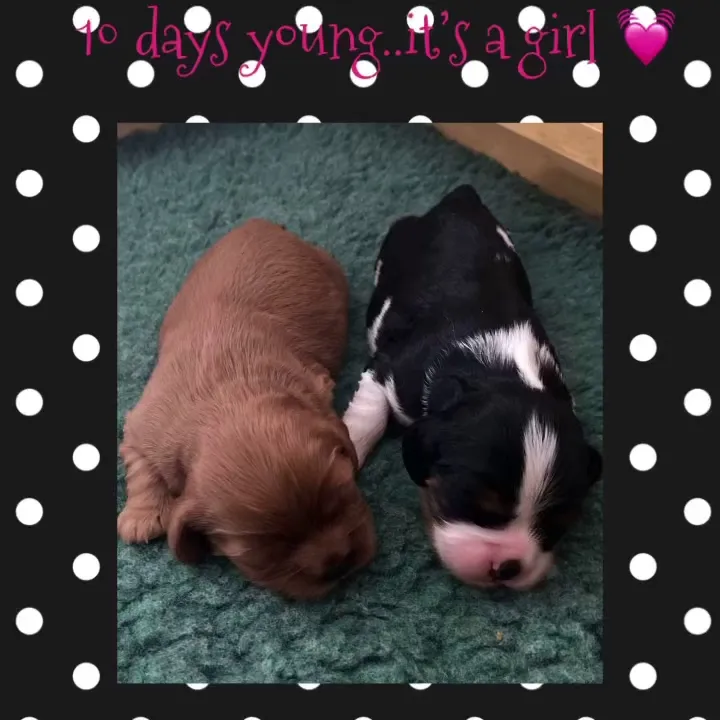 On The Ball Pet Care LLC photo 3