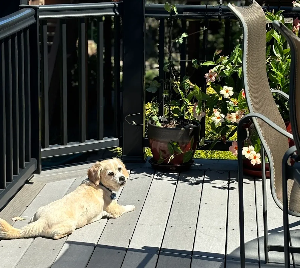 On The Ball Pet Care LLC photo 4