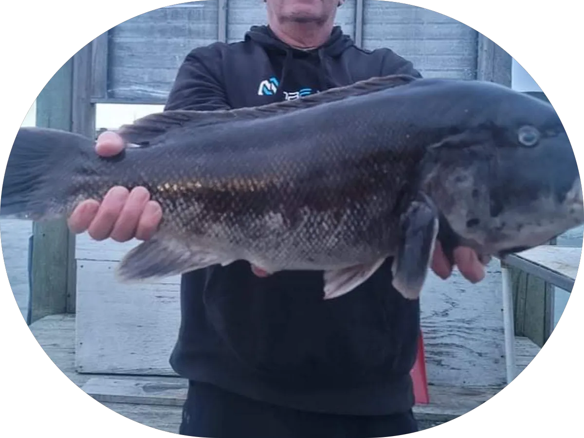 Osprey Fishing photo 3