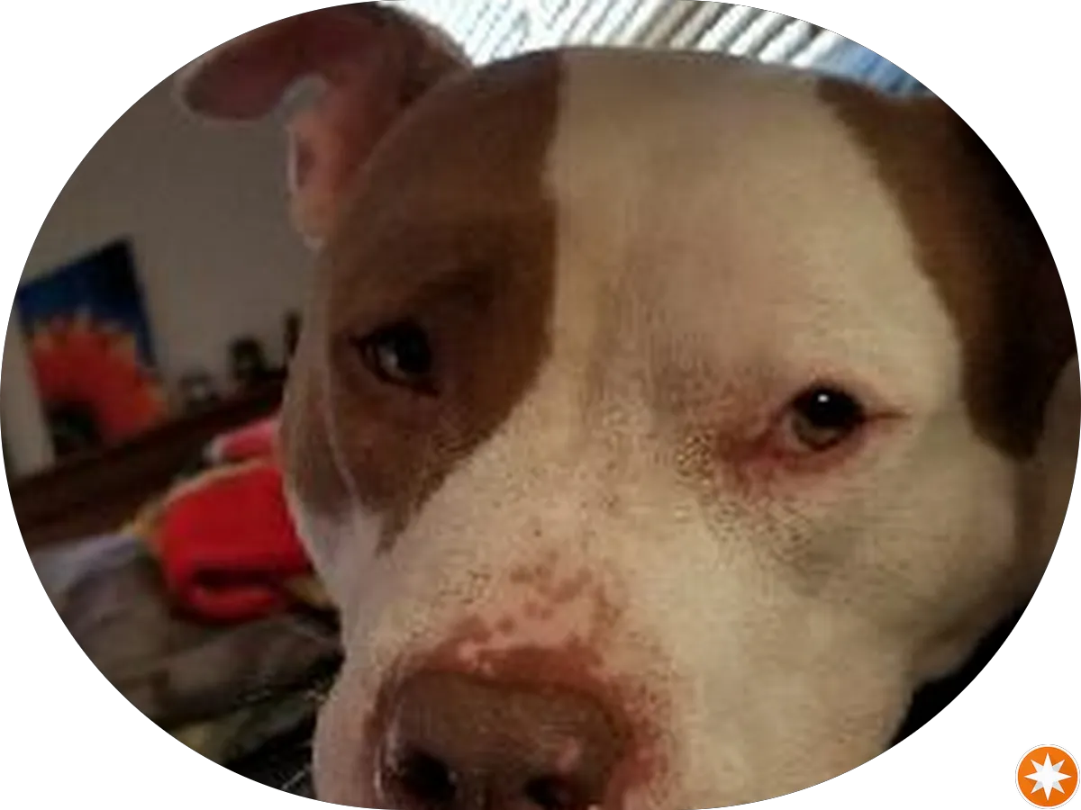 Oswald & Zoschak P.C. photo 4