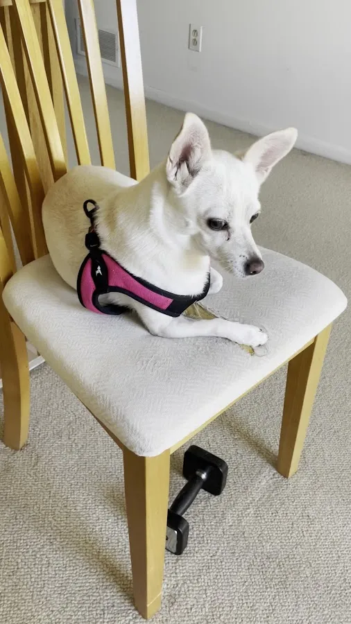 Overpeck Creek Animal Hospital photo 3