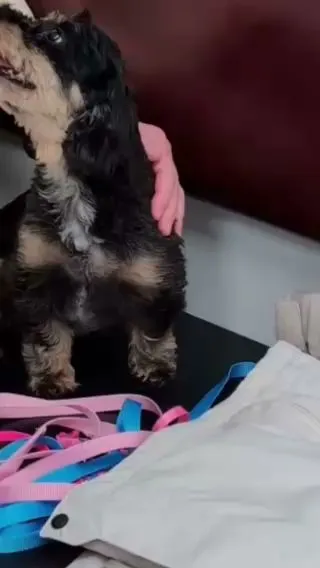 Overpeck Creek Animal Hospital photo 4