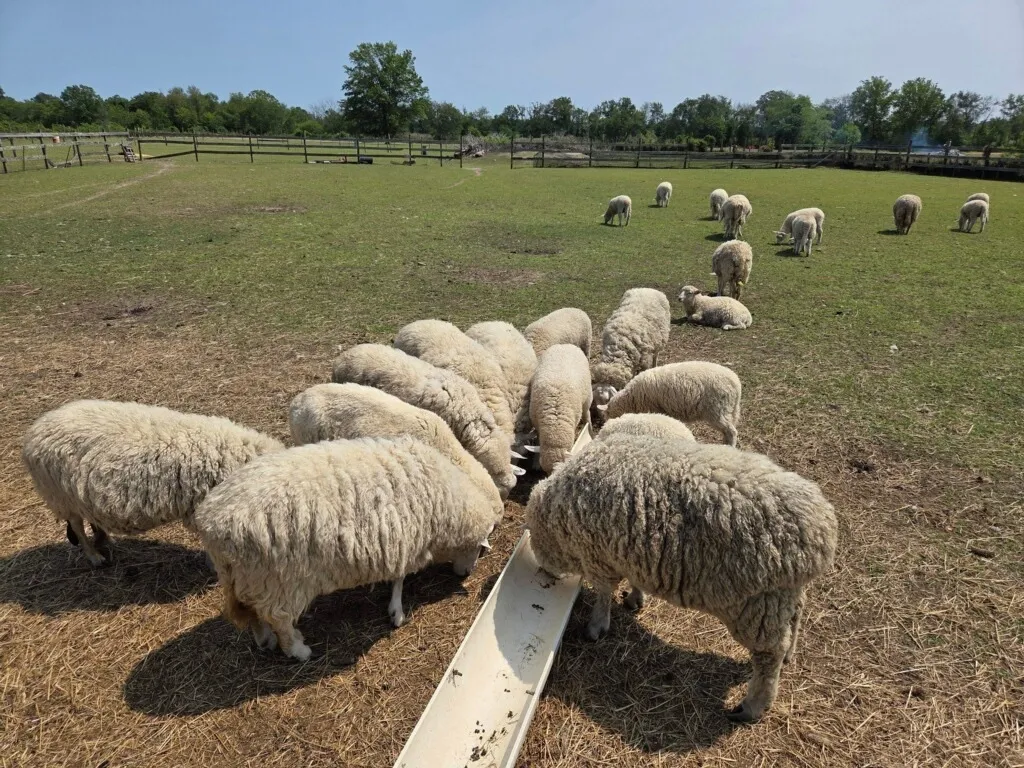 Pancoast Halal Sheep Farm