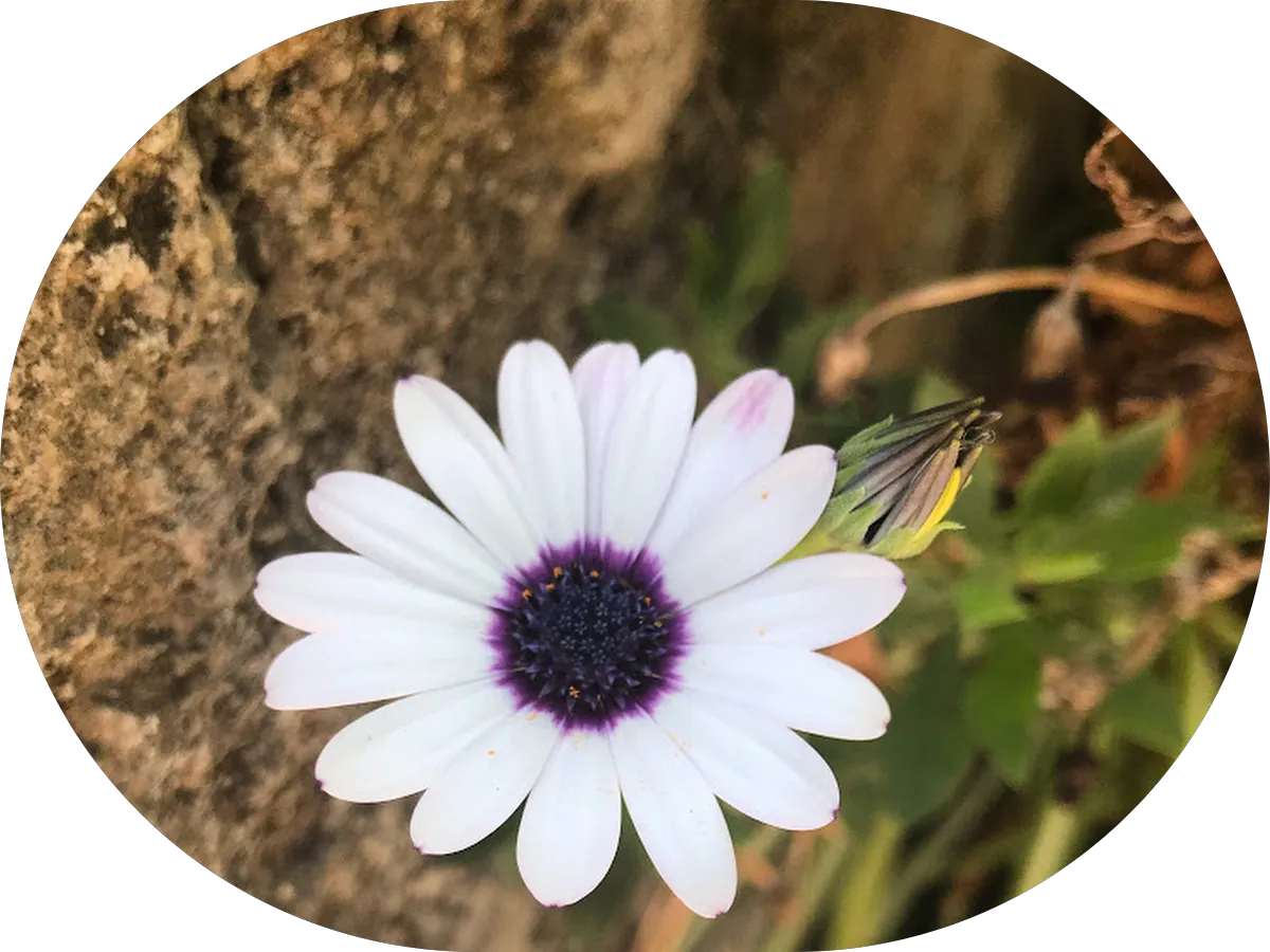 Parallax Craft Web Design photo 3