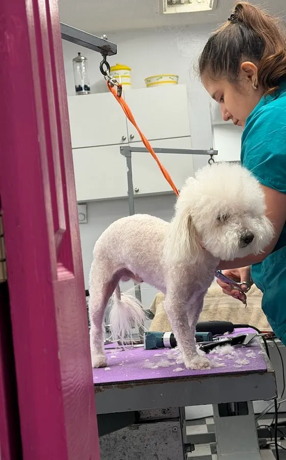 Paticas International Pet Grooming