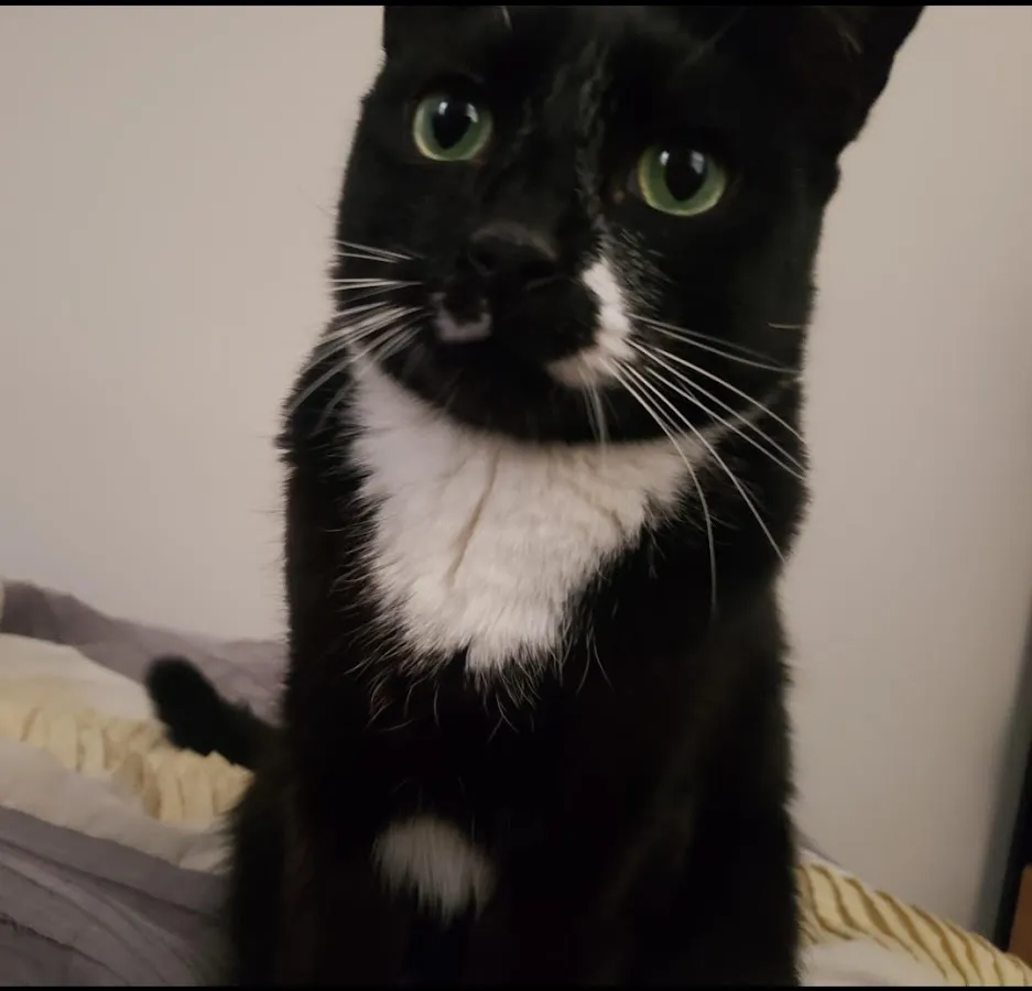 Paticas International Pet Grooming photo 3