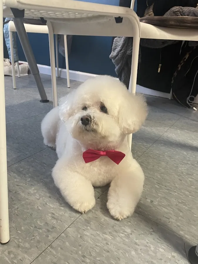 Paticas International Pet Grooming photo 4