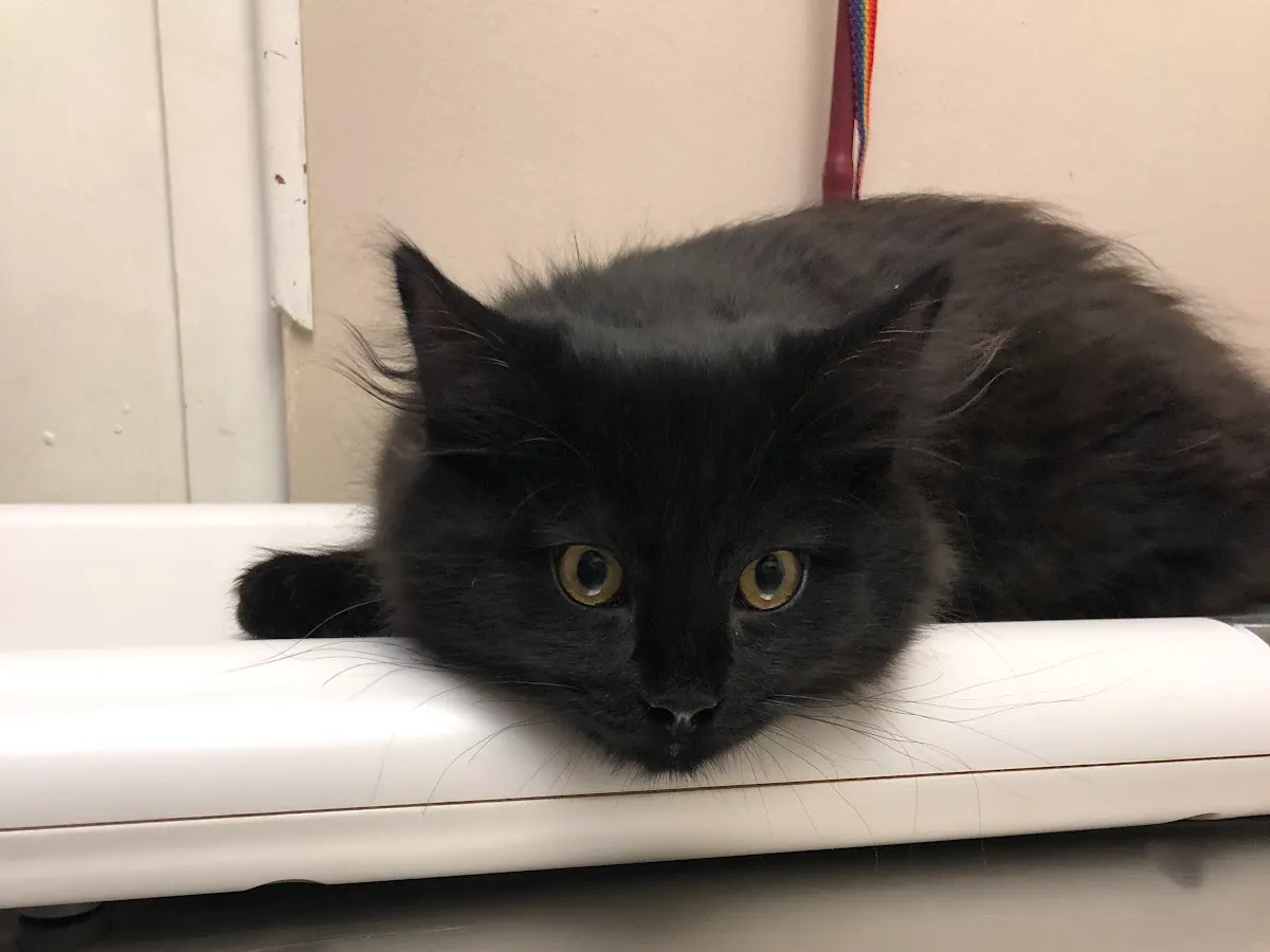 Paul Lukianovich photo 3