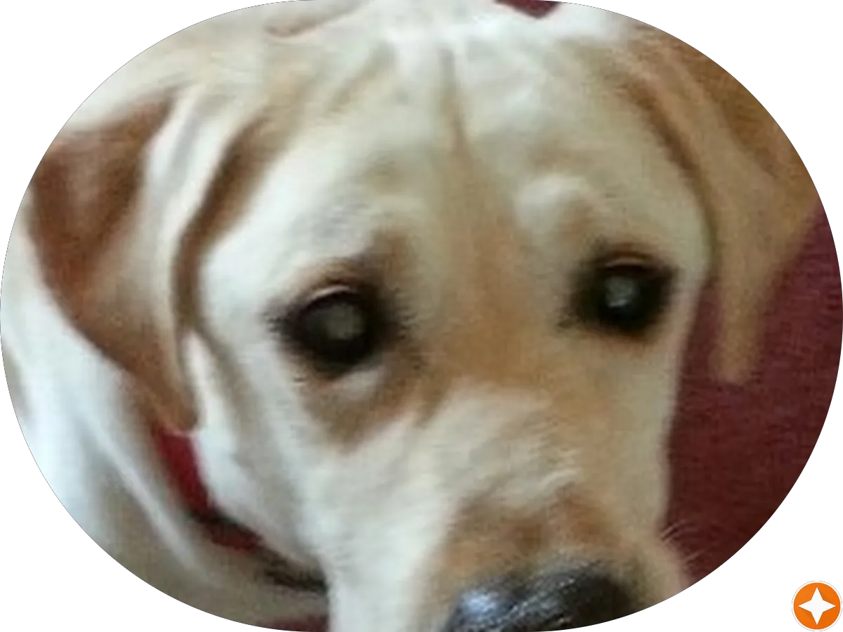 Pauls Service Center & Towing photo 4