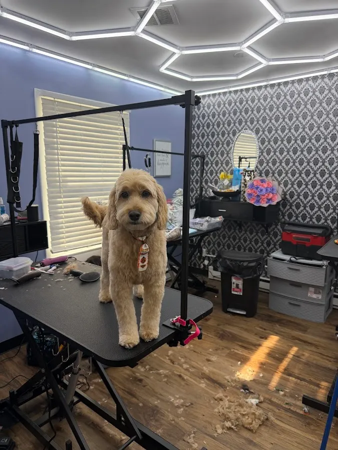 Paw Couture Pet Grooming and Boutique