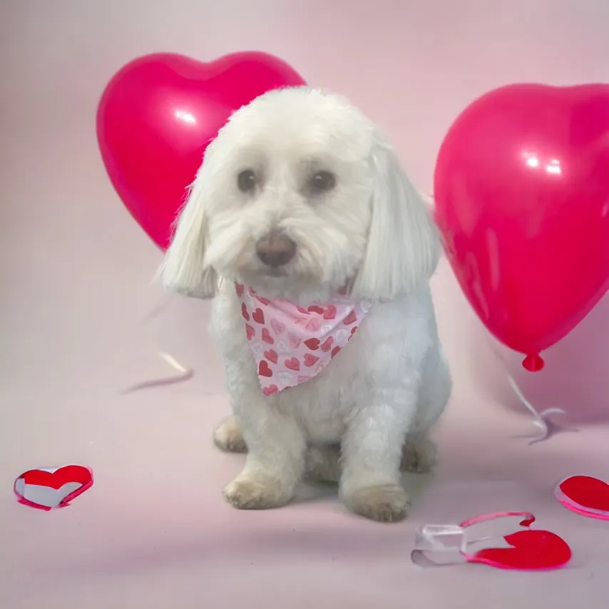 Paw Couture Pet Grooming