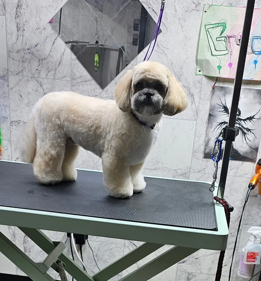 Pawlished Pets Grooming photo 3