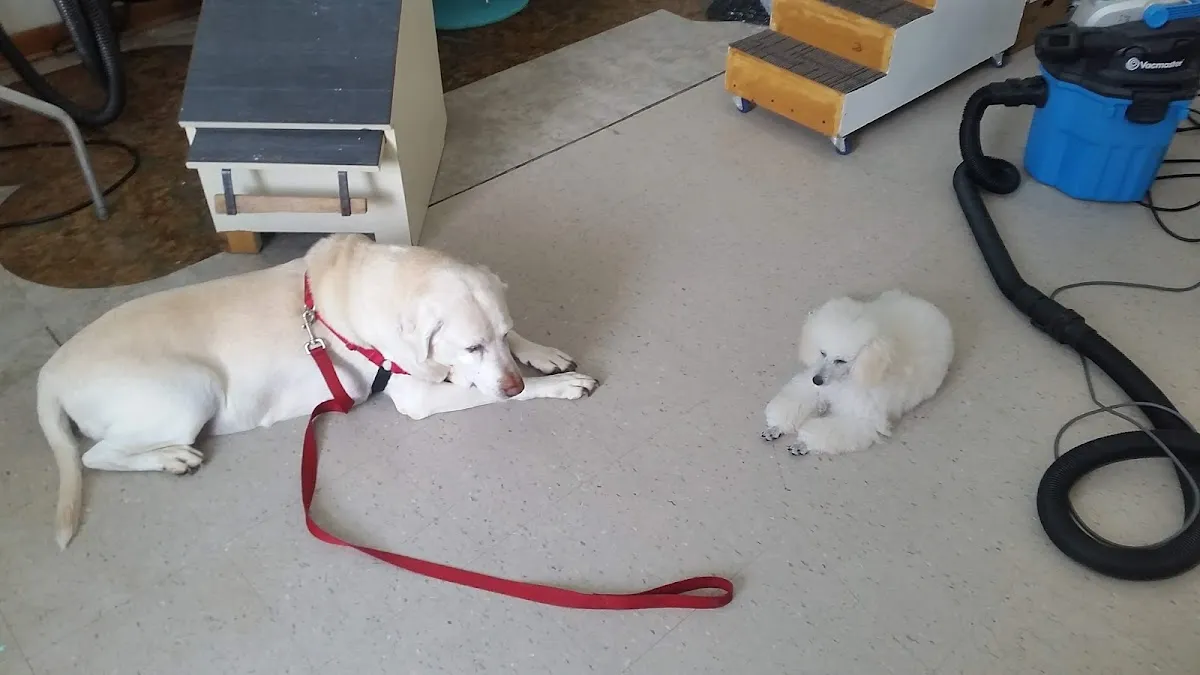 Paws In Motion photo 2