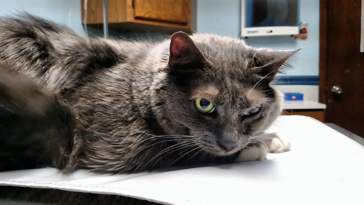 Paws 'N Claws Veterinary Clinic LLC