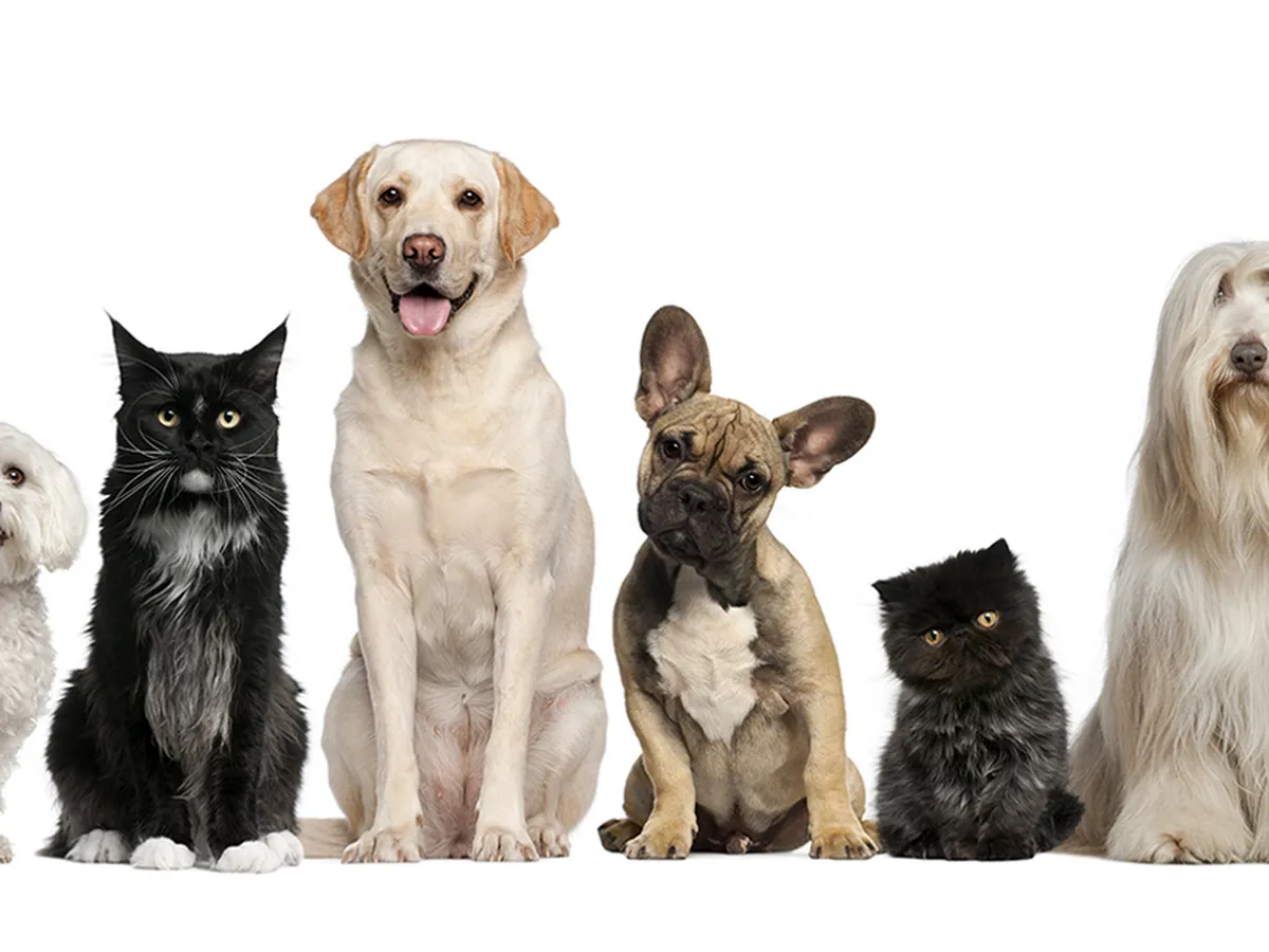 Paws 'N Claws Veterinary Clinic LLC photo 5