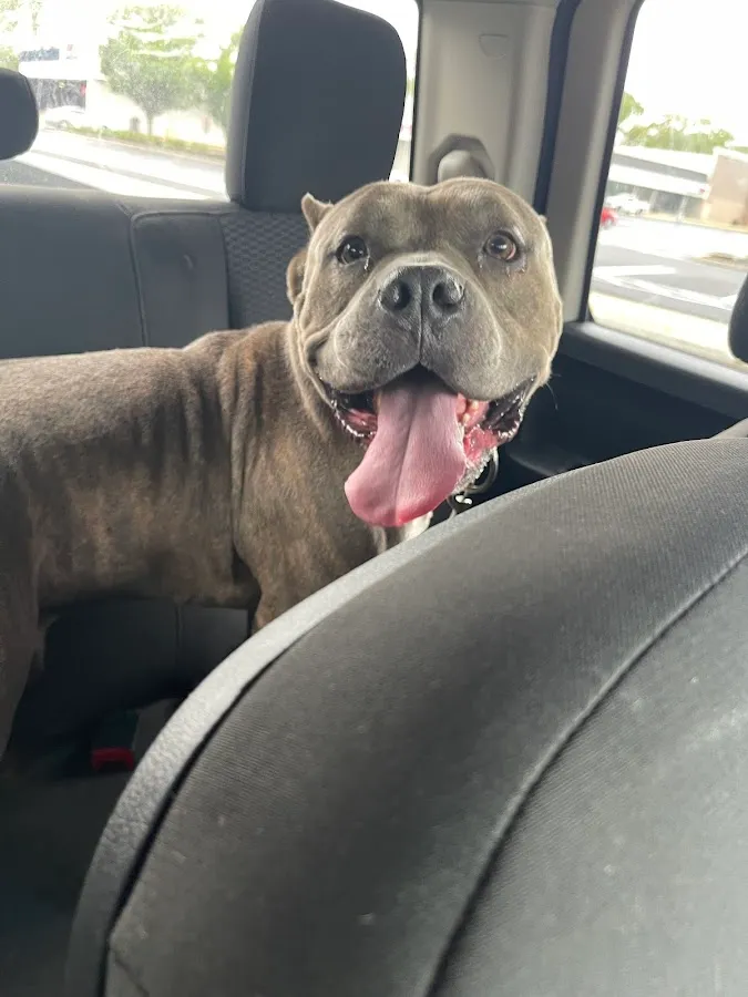 Peachtree Canine Hotel