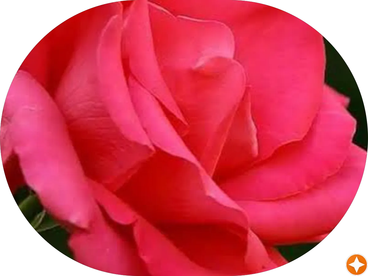 Pediatrics Day and Night photo 2