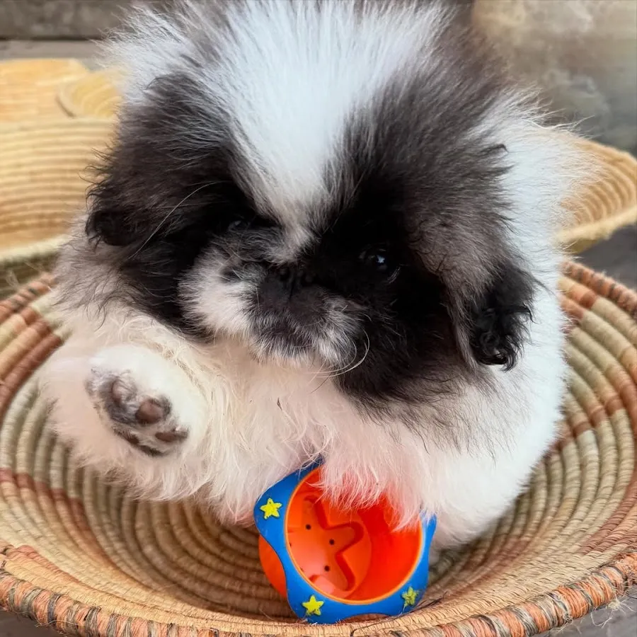 Pekingese Puppies for sale photo 2