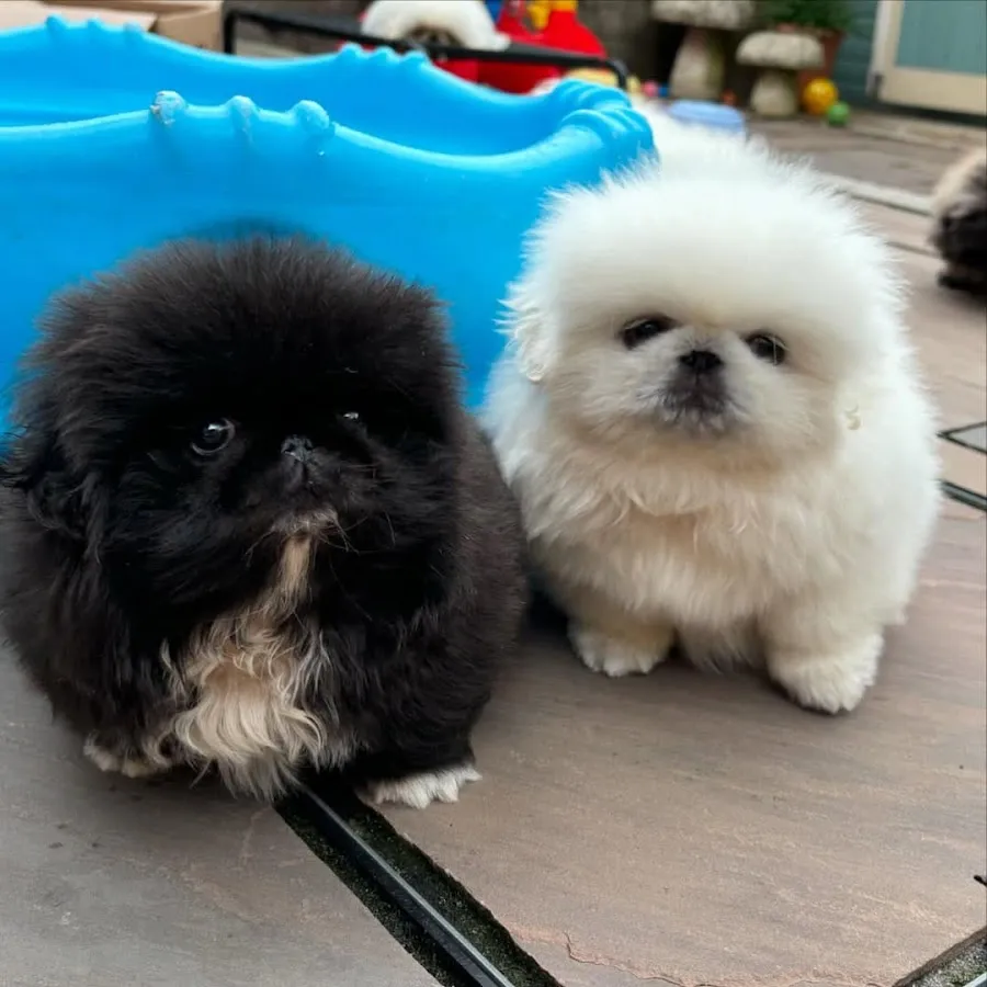 Pekingese Puppies for sale photo 5