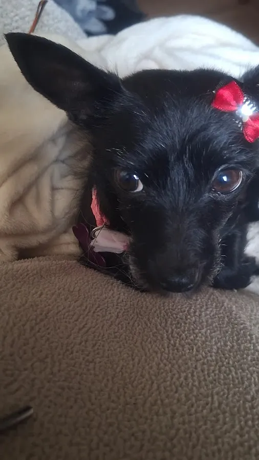 Pennpet Clinic photo 2