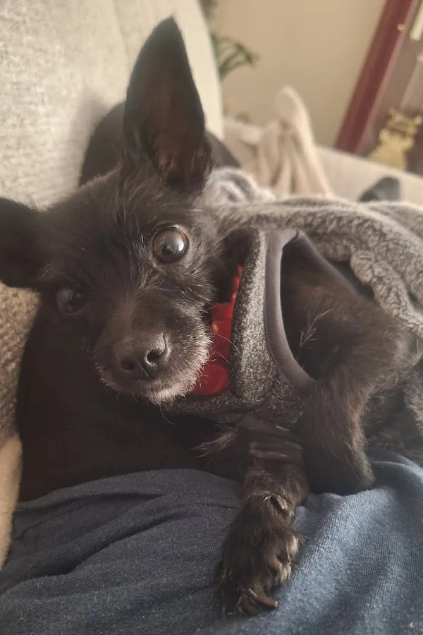 People For Animals Inc