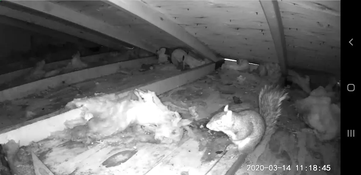 Pest Free Solutions photo 2