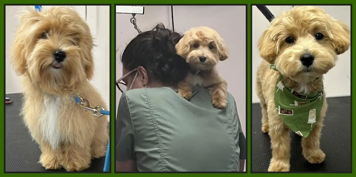 Pet Grooming Studio photo 3