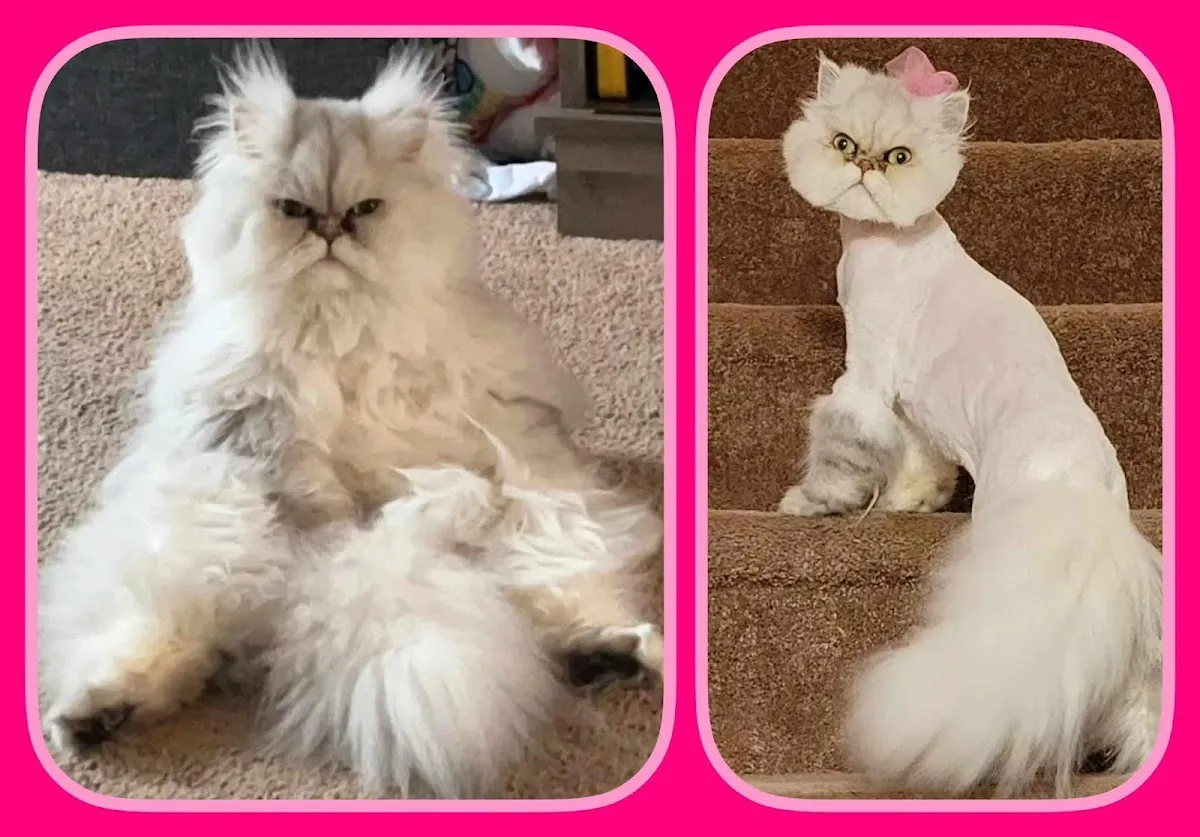 Pet Grooming Studio photo 4