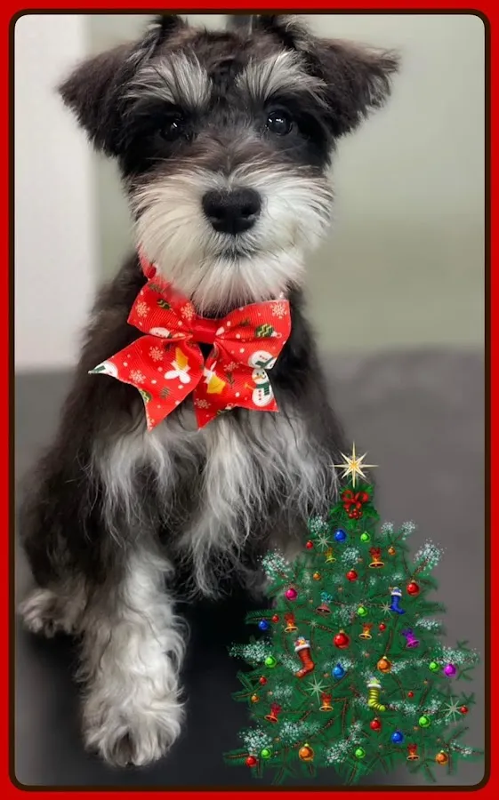 Pet Grooming Studio photo 5