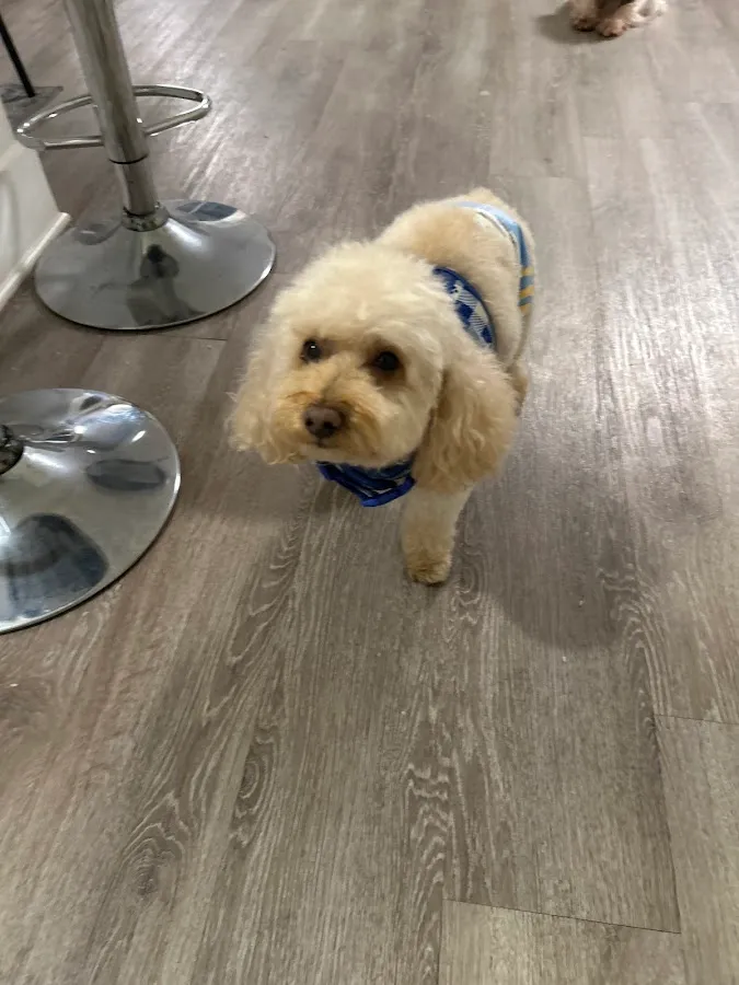 Pet Salon & Boutique by Tranquility