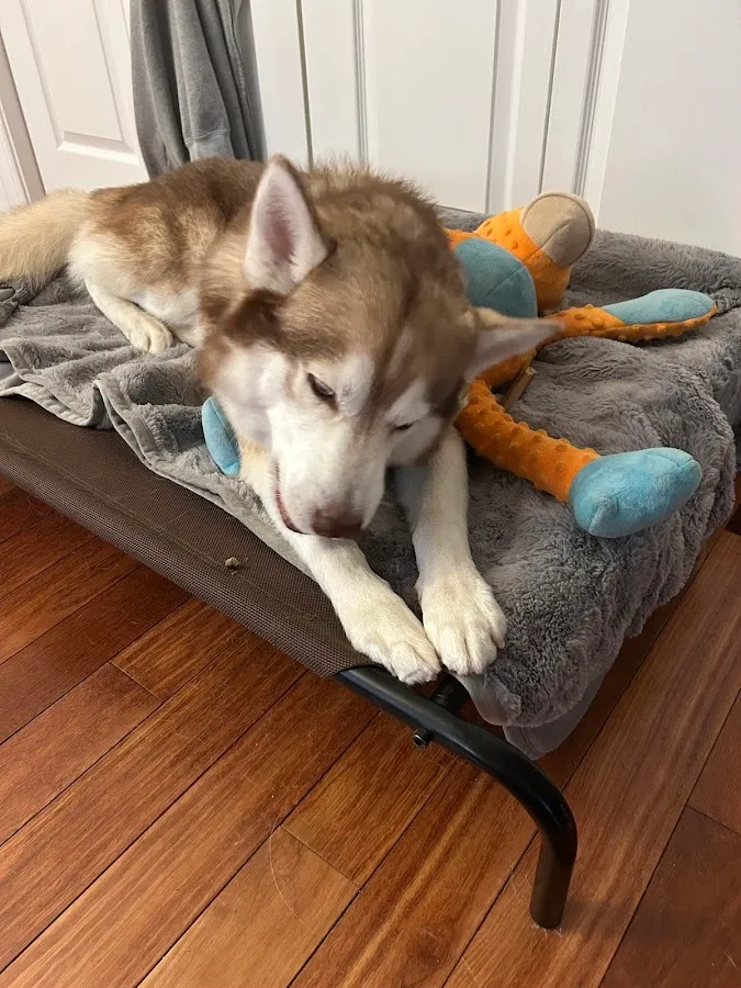 Pet Salon & Boutique by Tranquility photo 2