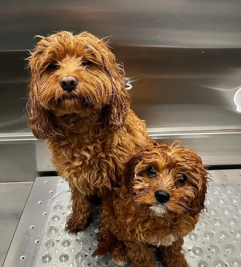 Pet Salon & Boutique by Tranquility photo 3