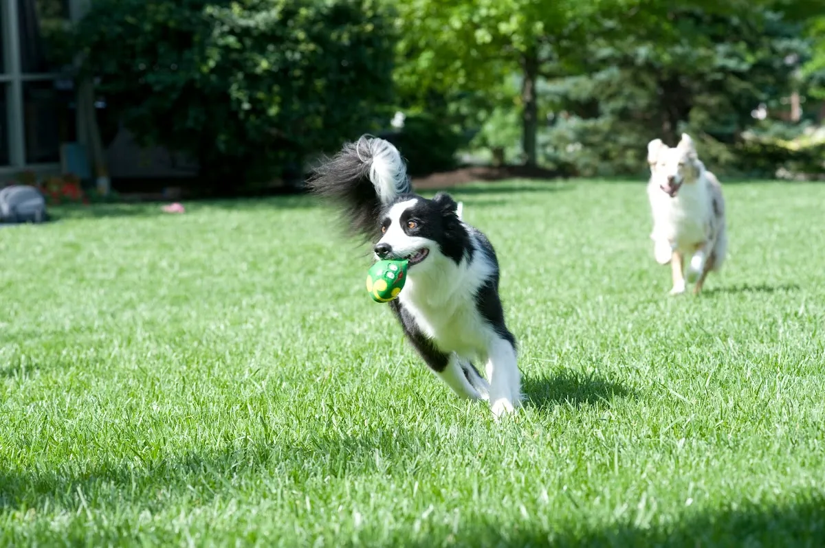 Pet Stop of Central Virginia, LLC