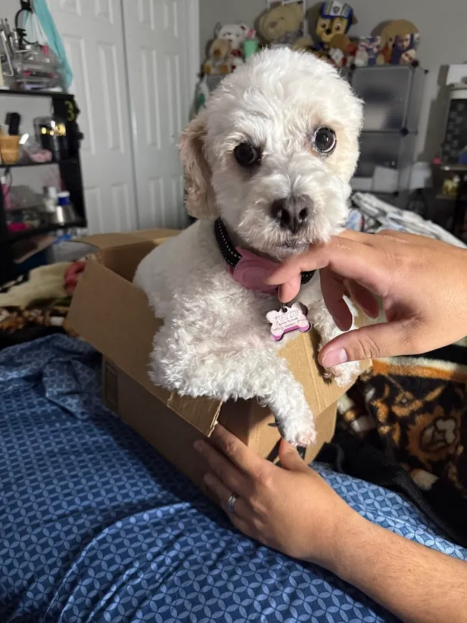 Petco Grooming photo 2