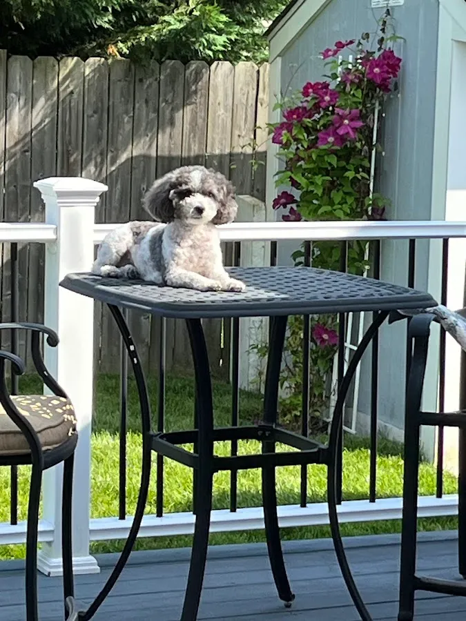 Pets in Paradise 3 photo 4