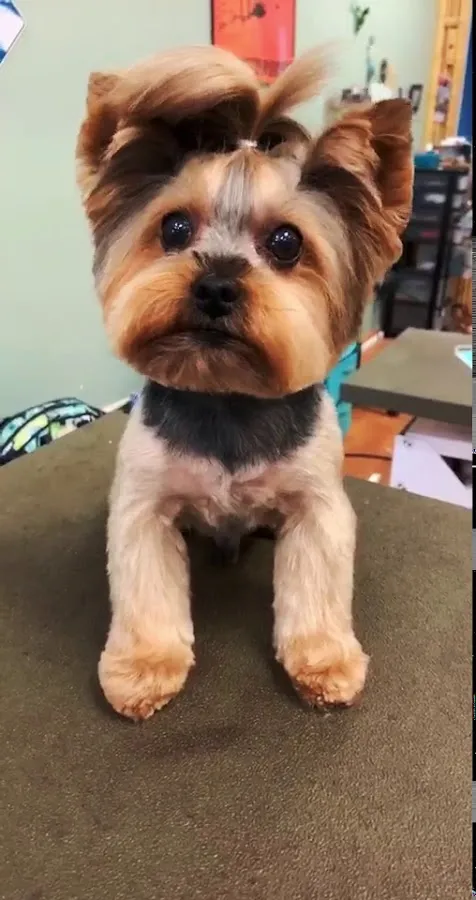 Pets in Paradise 3 photo 5