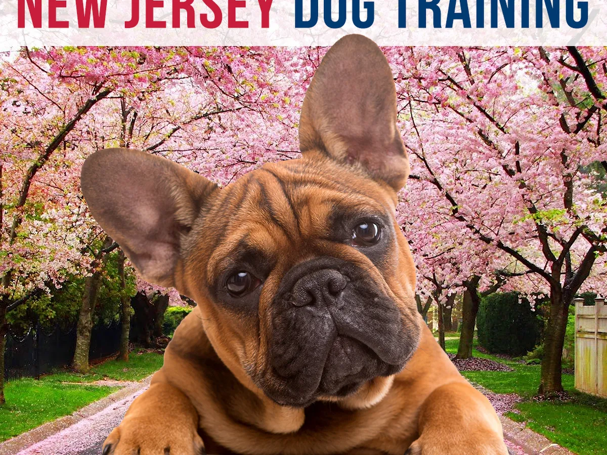 PetSmart Dog Training photo 5