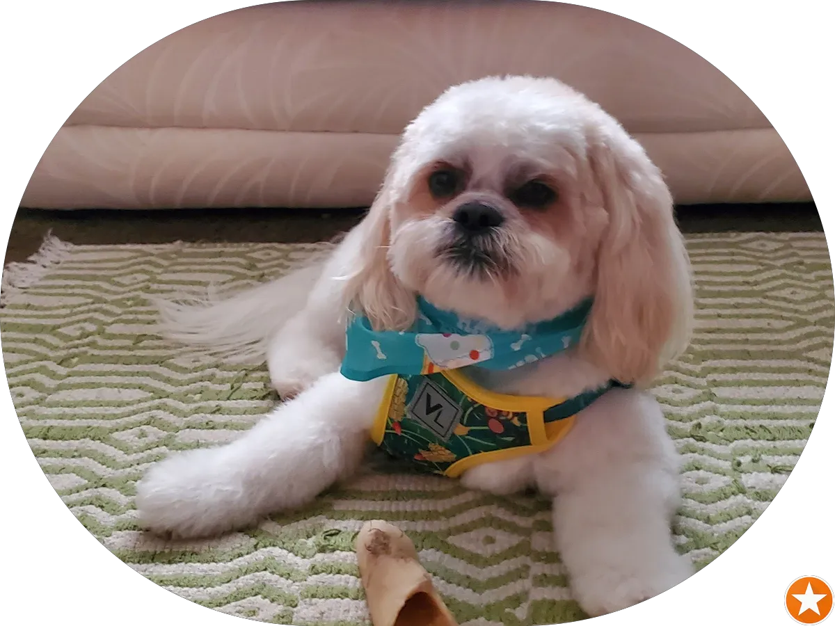 PetSmart Grooming photo 2