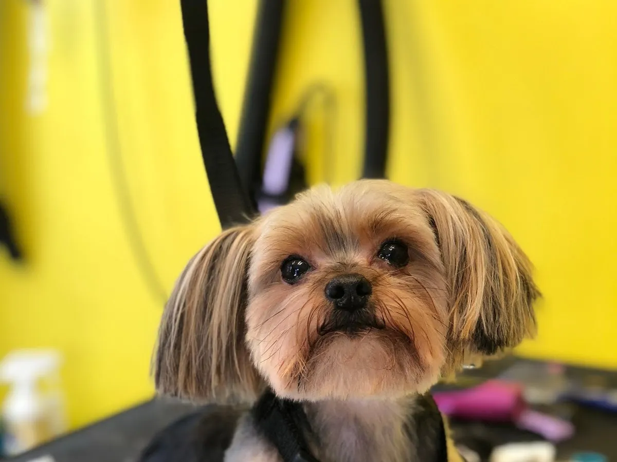 PetSmart Grooming photo 5