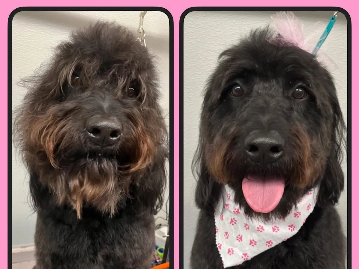 PetSmart Grooming photo 5