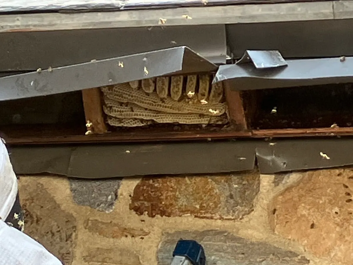 Philadelphia Bee Company