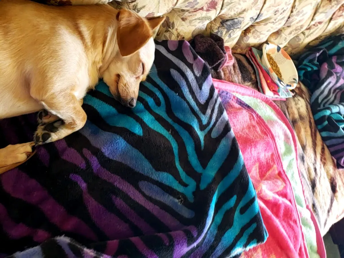 Philly Pretzel Factory photo 3