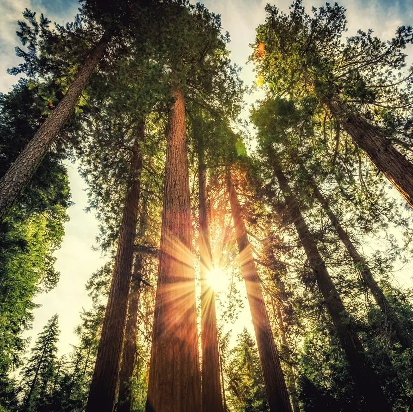 Pines Social Media Marketing Agency